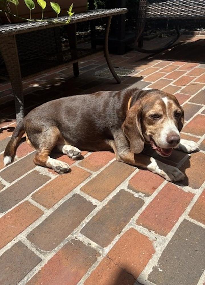 Bagel, a ADOPTABLE Beagle in Tomball, TX image 4/6