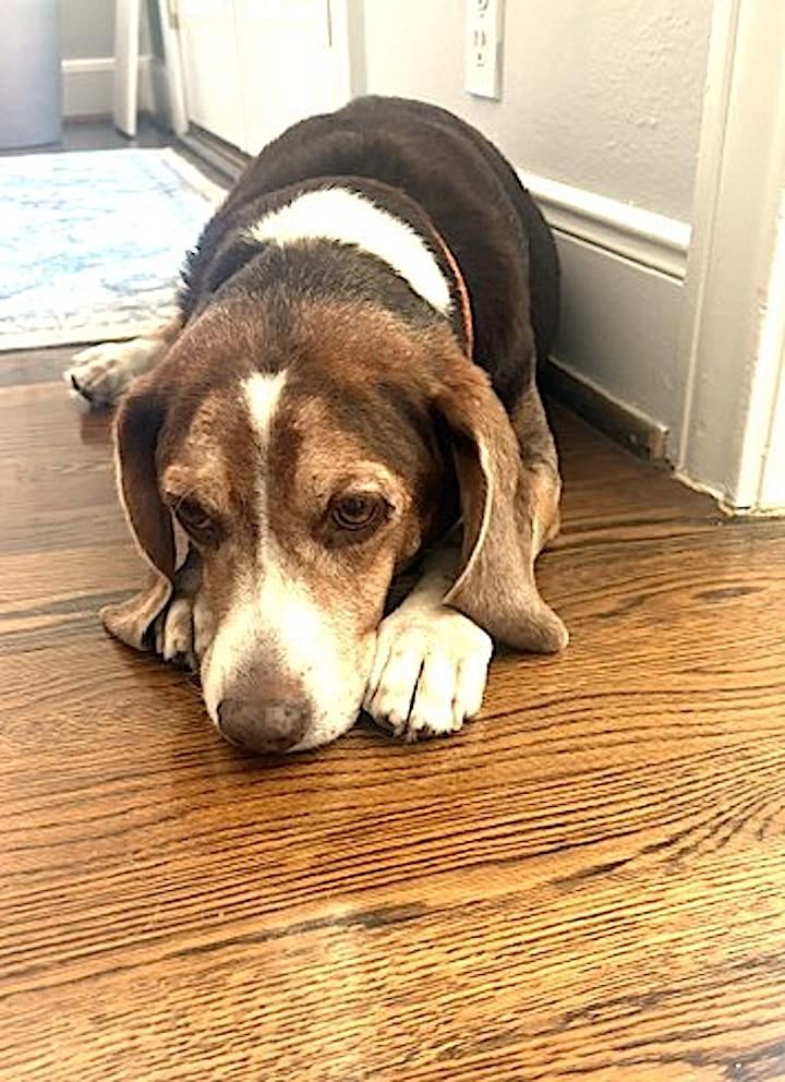 Bagel, a ADOPTABLE Beagle in Tomball, TX image 5/6