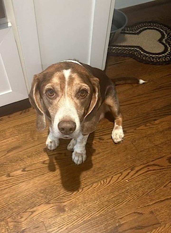 Bagel, a ADOPTABLE Beagle in Tomball, TX image 3/6