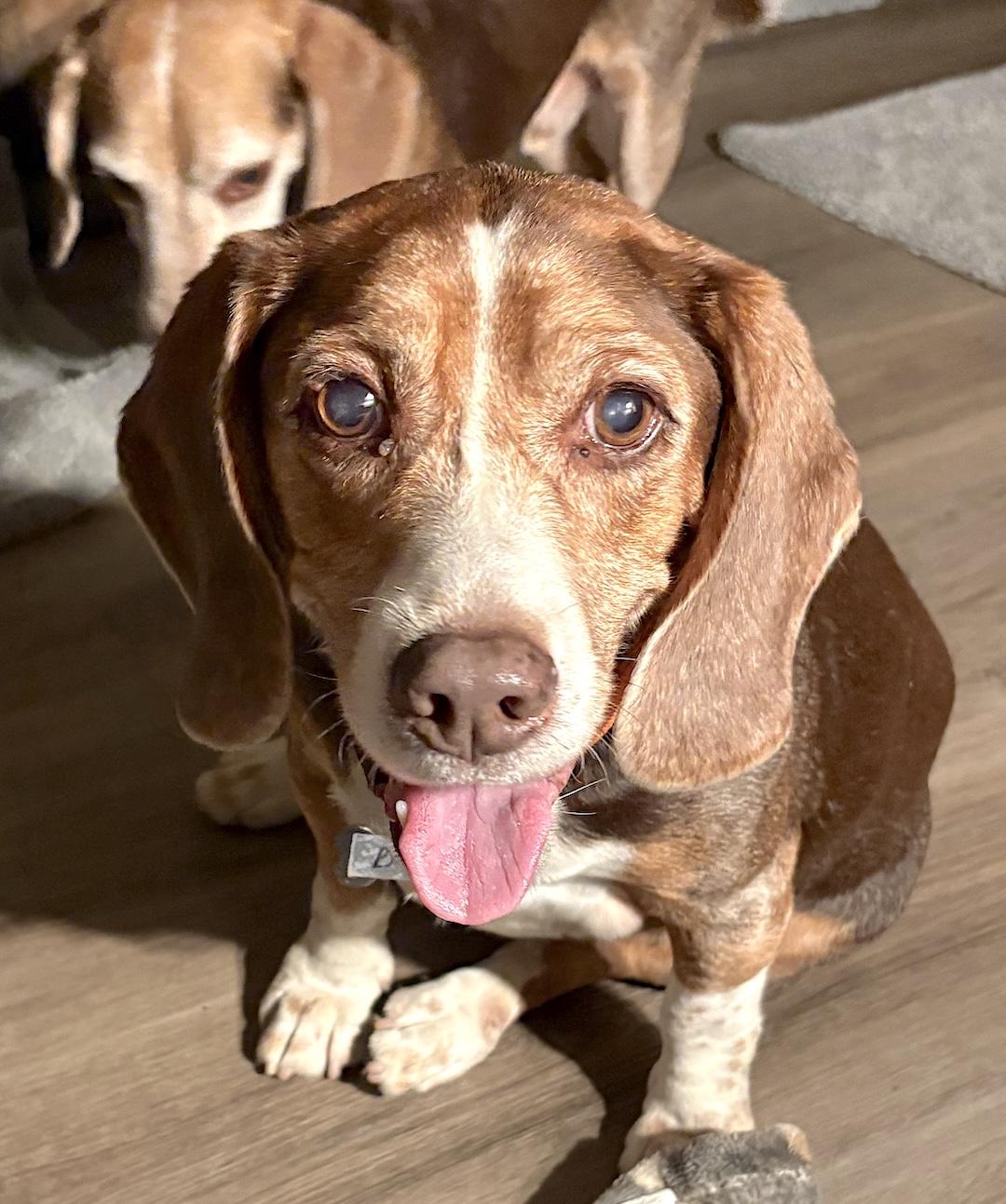 Bagel, ADOPTABLE, Senior Male Beagle.