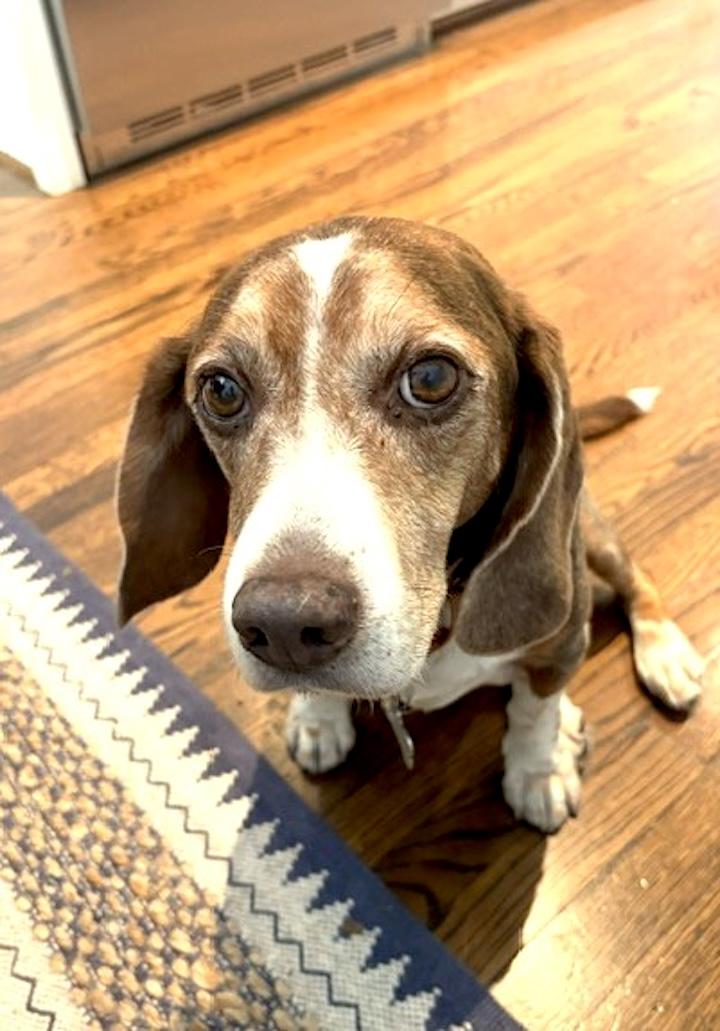 Bagel, a ADOPTABLE Beagle in Tomball, TX image 2/6