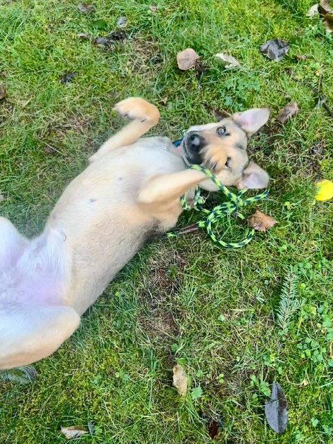 Piper, Adopted, Young Female Shepherd.
