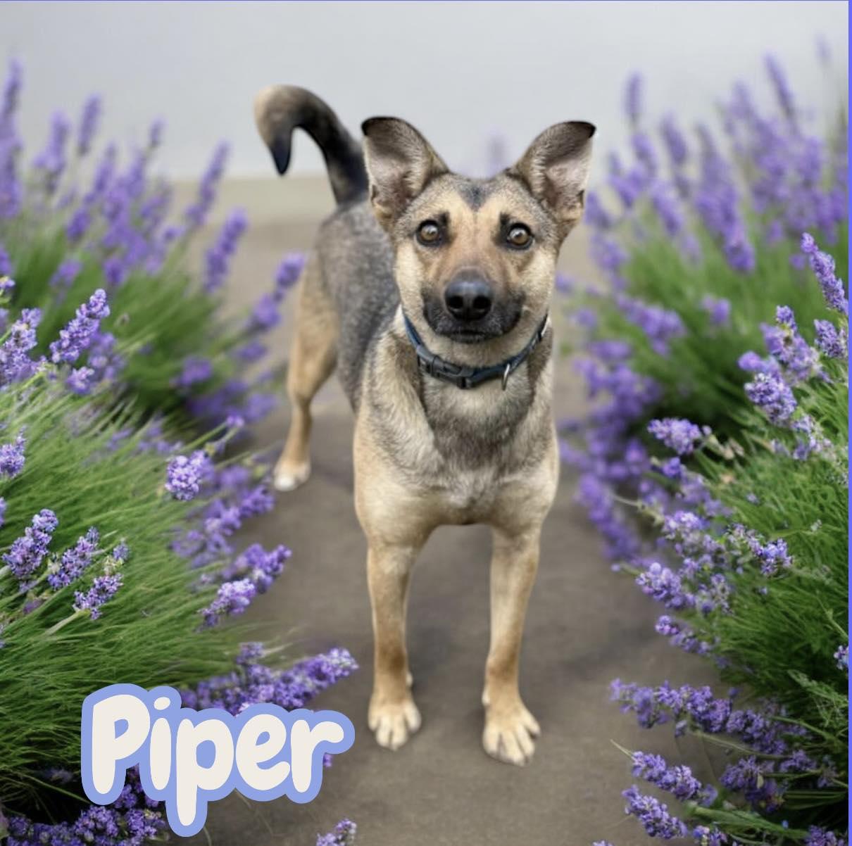 Enlarge Piper, a Adopted Shepherd in Bothell, WA image 2/3