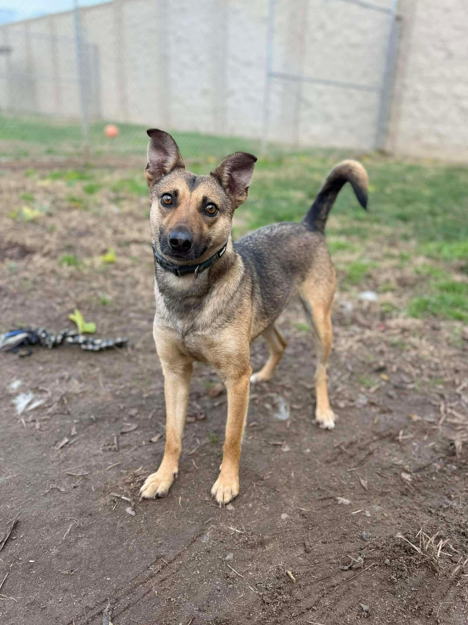 Enlarge Piper, a Adopted Shepherd in Bothell, WA image 3/3