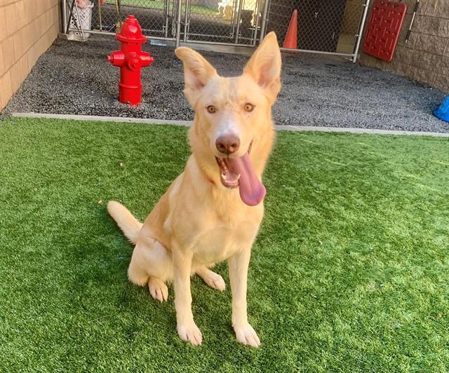 ABBY, Adoptable, Young Female Labrador Retriever & Mixed Breed.