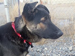 Hannah, an adoptable German Shepherd Dog, Cattle Dog in Anaconda, MT, 59711 | Photo Image 4