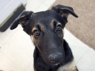 Hannah, an adoptable German Shepherd Dog, Cattle Dog in Anaconda, MT, 59711 | Photo Image 6