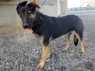 Hannah, an adoptable German Shepherd Dog, Cattle Dog in Anaconda, MT, 59711 | Photo Image 2