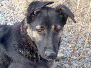 Hannah, an adoptable German Shepherd Dog, Cattle Dog in Anaconda, MT, 59711 | Photo Image 3