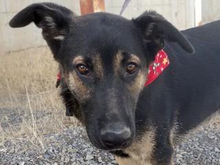 Hannah, an adoptable German Shepherd Dog, Cattle Dog in Anaconda, MT, 59711 | Photo Image 1
