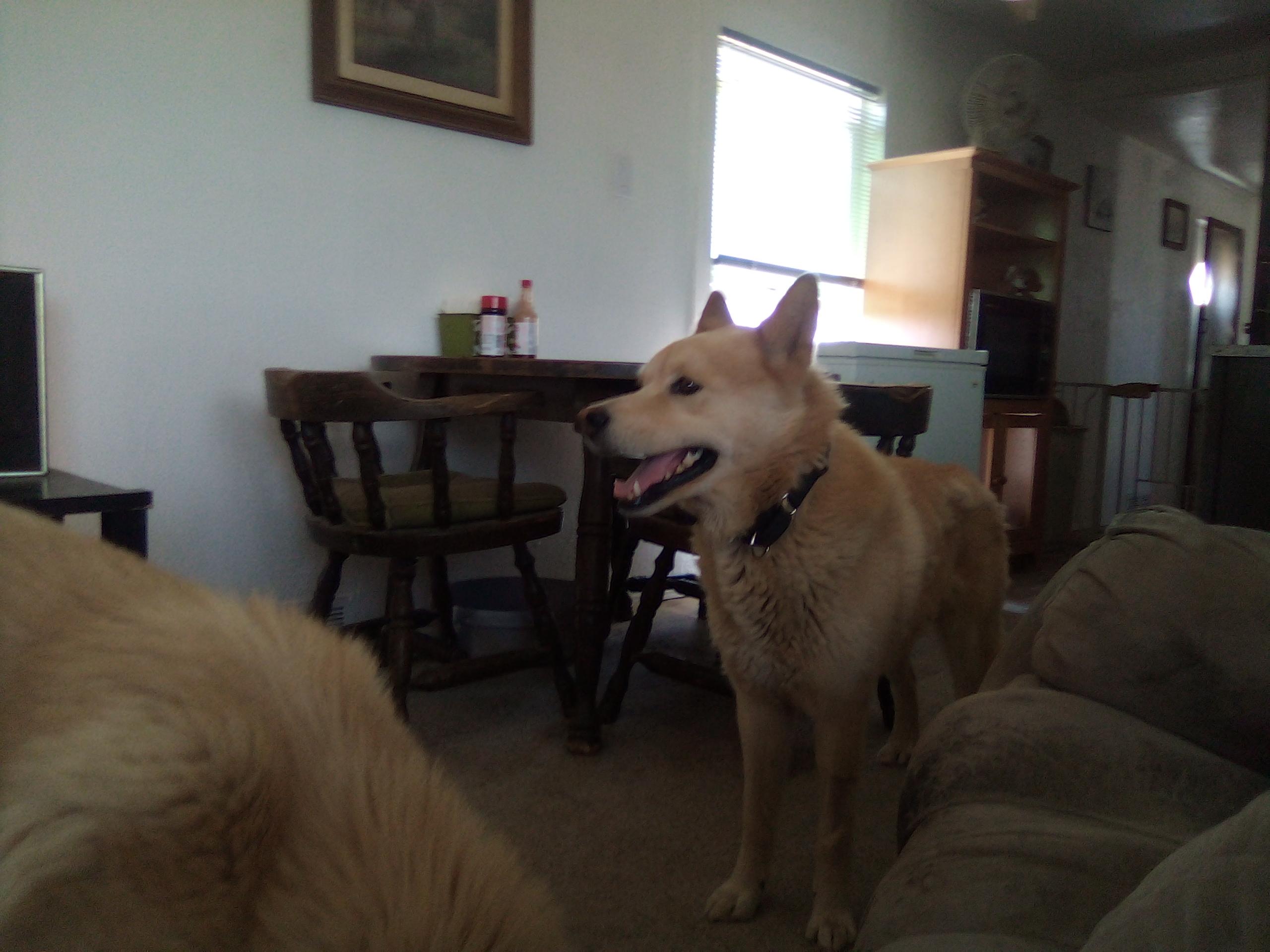 Enlarge Richie, a Adoptable mixed breed in Moriarty, NM image 1/2