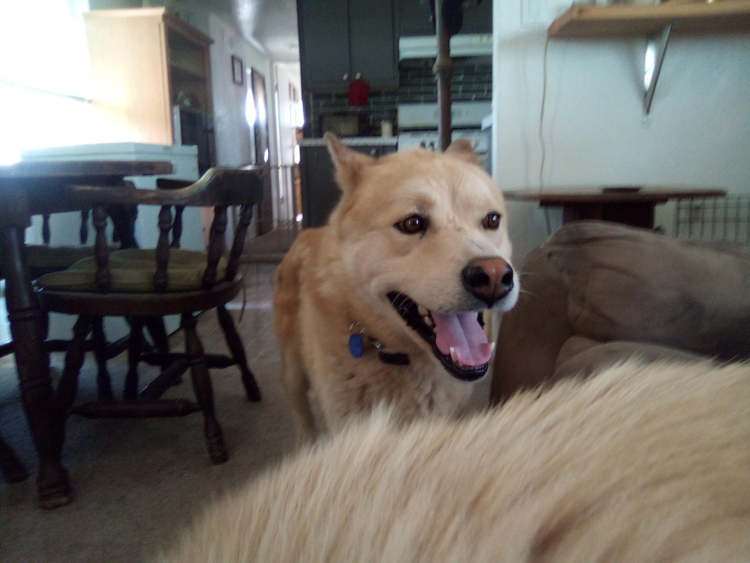 Enlarge Richie, a Adoptable mixed breed in Moriarty, NM image 2/2