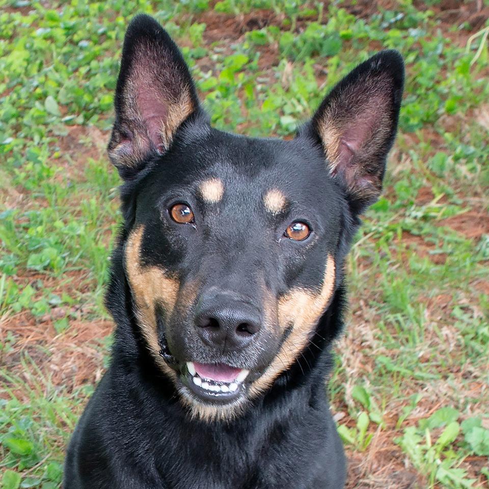Enlarge Vernon, a Adoptable mixed breed in Troy, OH image 1/4
