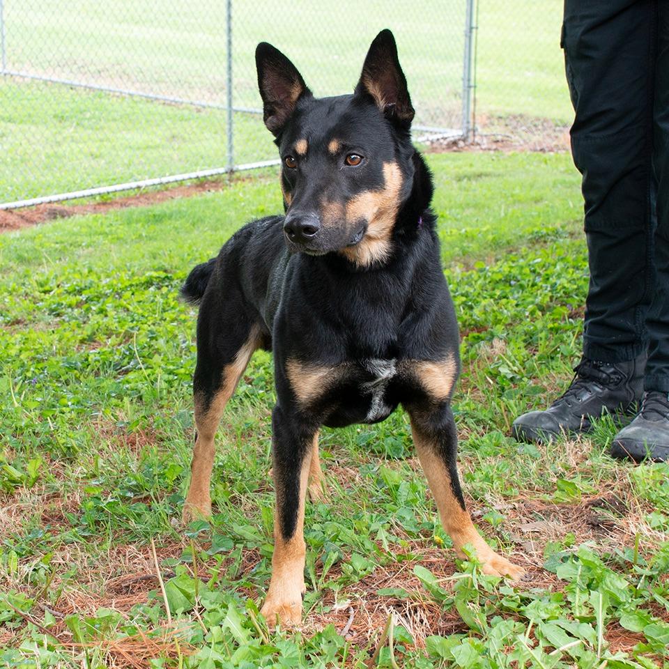 Enlarge Vernon, a Adoptable mixed breed in Troy, OH image 2/4