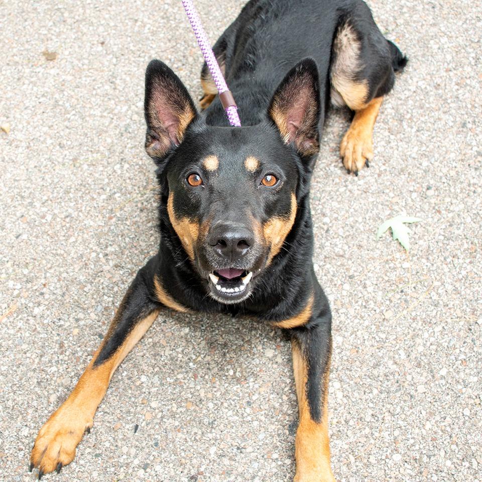 Enlarge Vernon, a Adoptable mixed breed in Troy, OH image 3/4