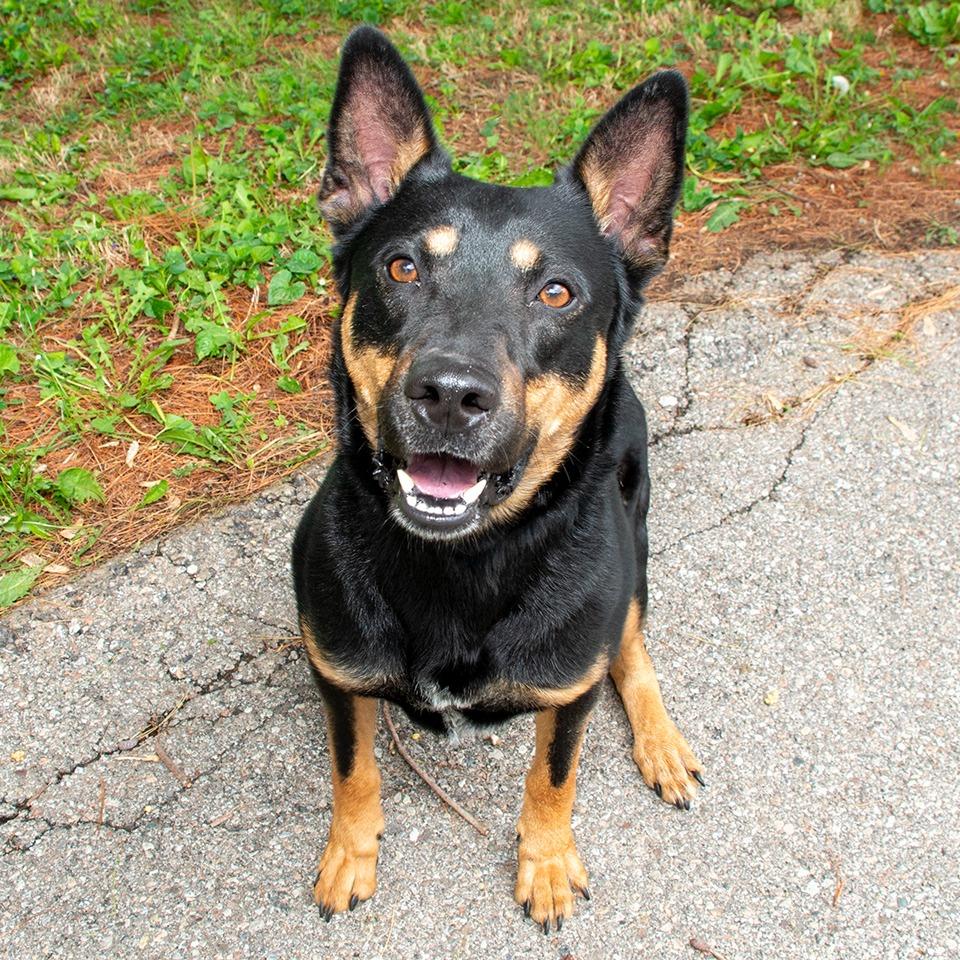 Enlarge Vernon, a Adoptable mixed breed in Troy, OH image 4/4