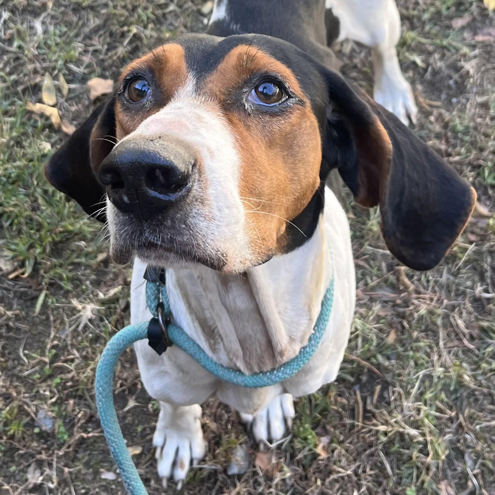 Mantis Dark Faced Houndy Boy  Uber Sweet! 2
