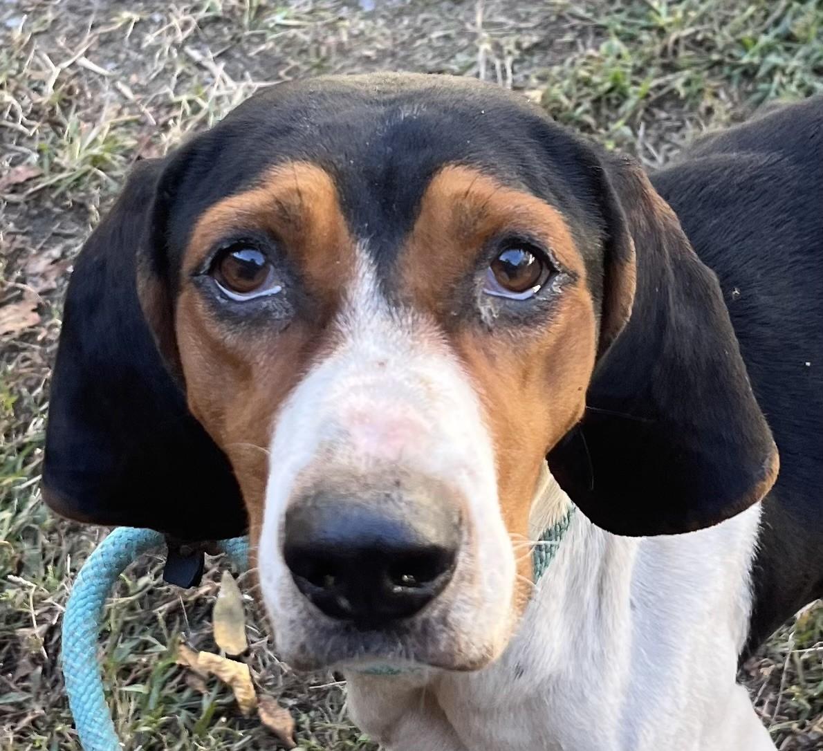 Mantis Dark Faced Houndy Boy  Uber Sweet!