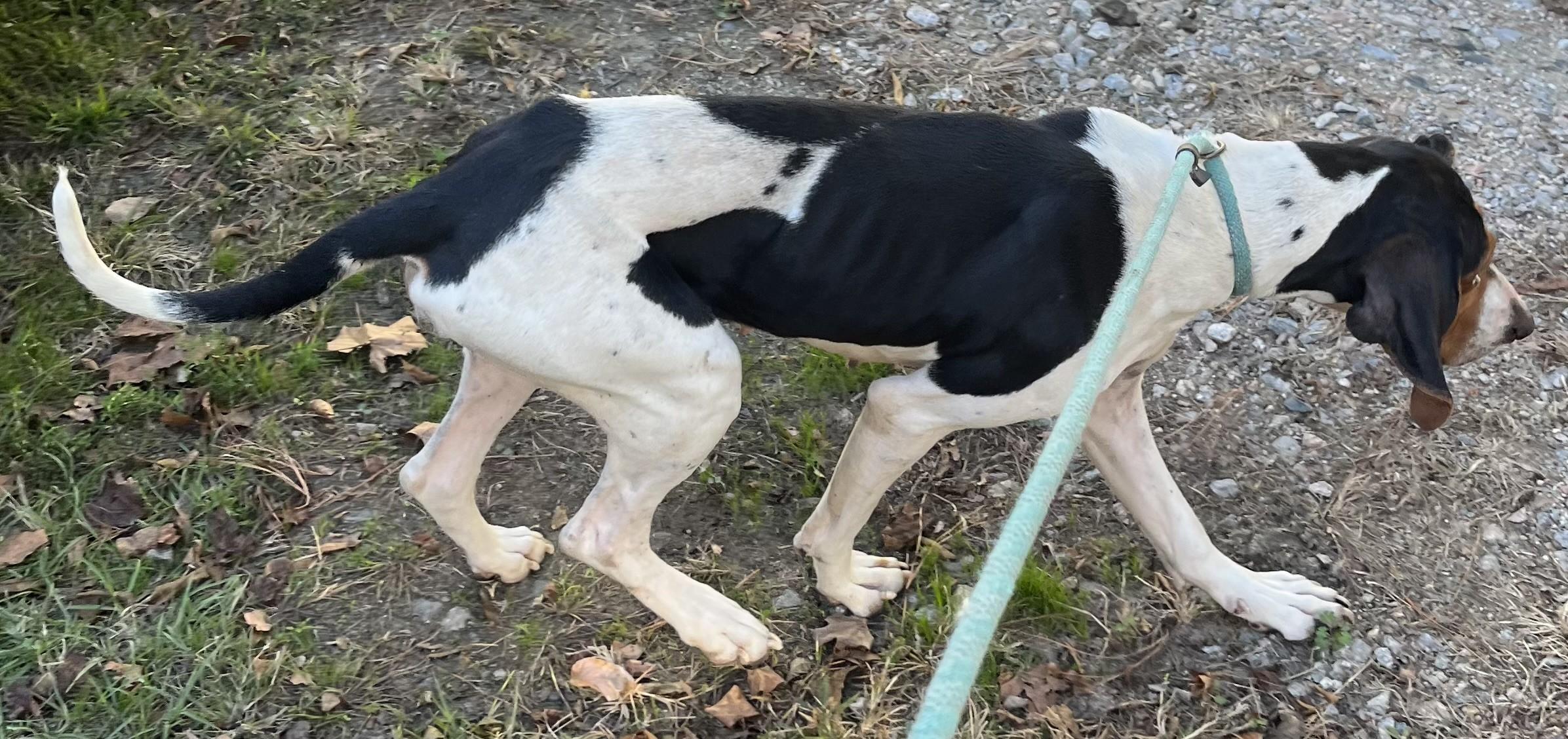Mantis Dark Faced Houndy Boy  Uber Sweet! 3