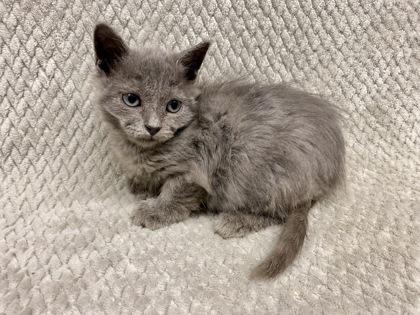 Cupcake, Adoptable, Kitten Male Domestic Short Hair & Domestic Short Hair.