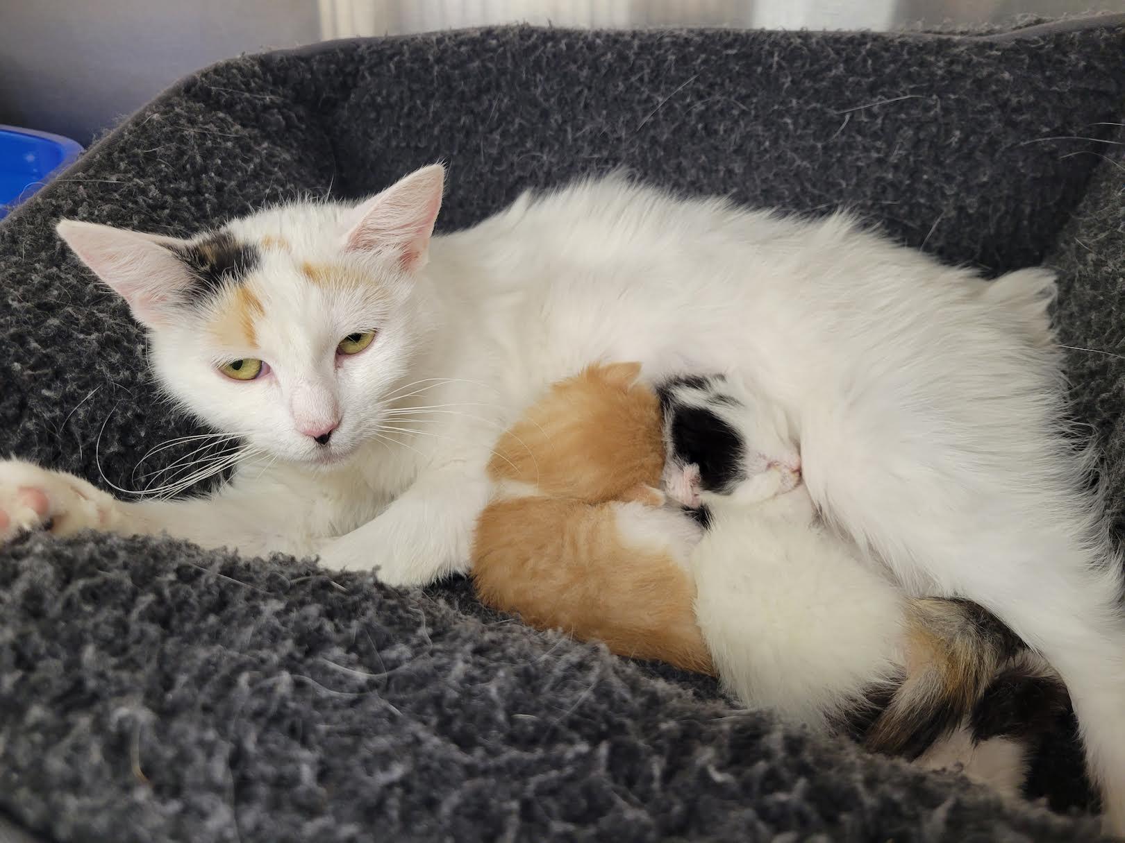 Enlarge Nabisco, a Adoptable Domestic Short Hair in North Haledon, NJ image 2/3