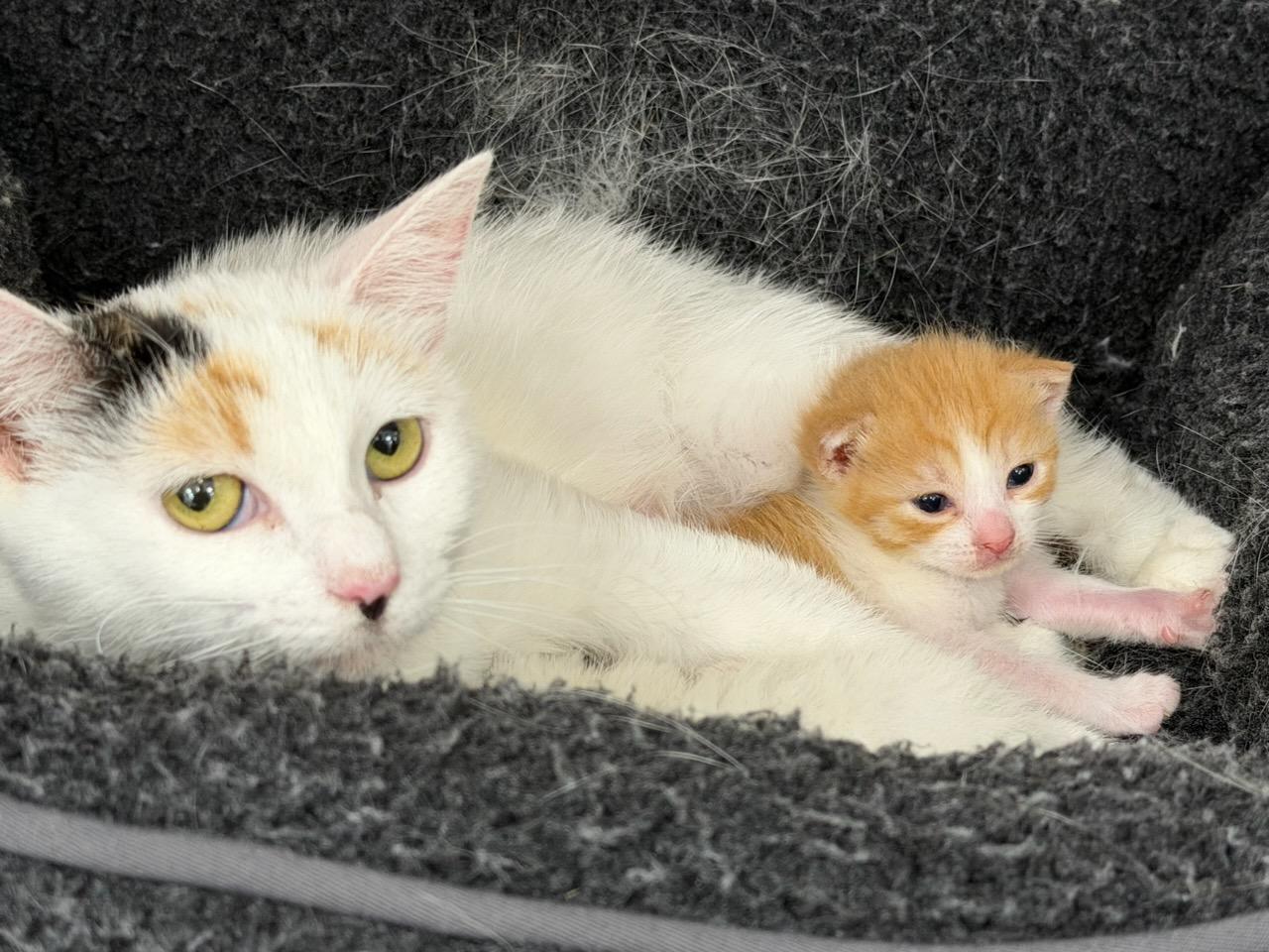 Enlarge Nabisco, a Adoptable Domestic Short Hair in North Haledon, NJ image 3/3