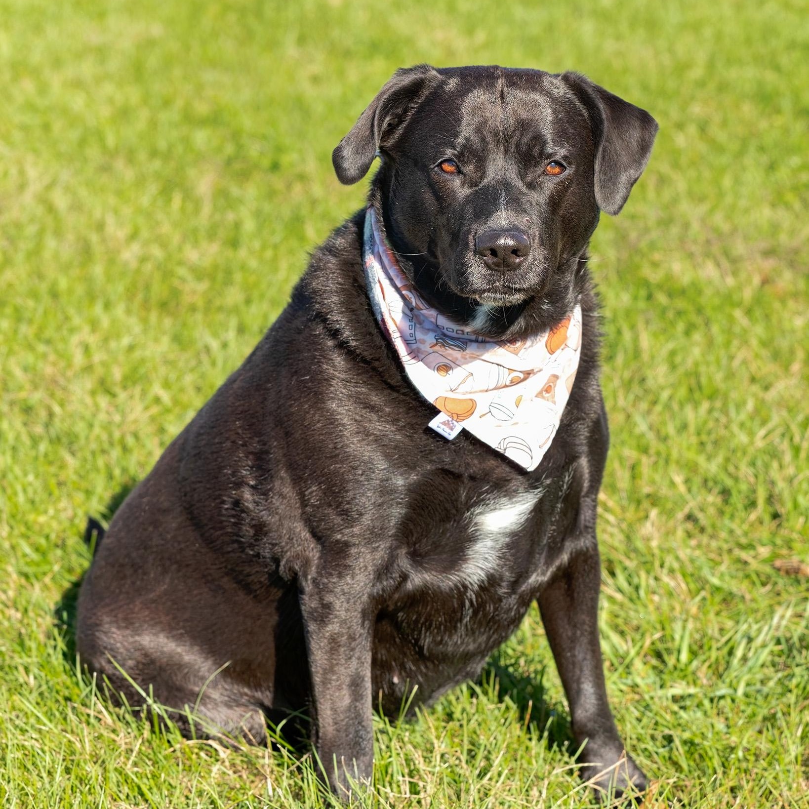 Raven, a Adoptable mixed breed in Clarinda, IA image 1/5