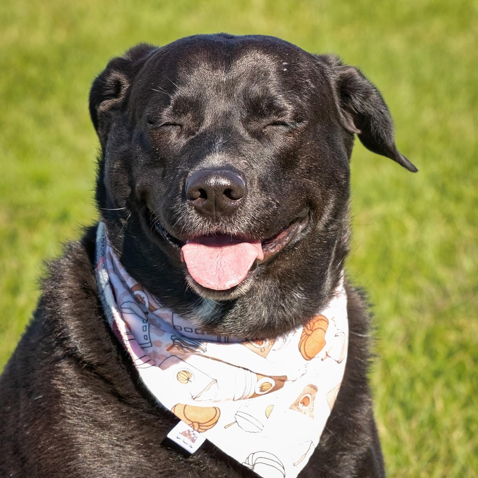 Raven, a Adoptable mixed breed in Clarinda, IA image 2/5