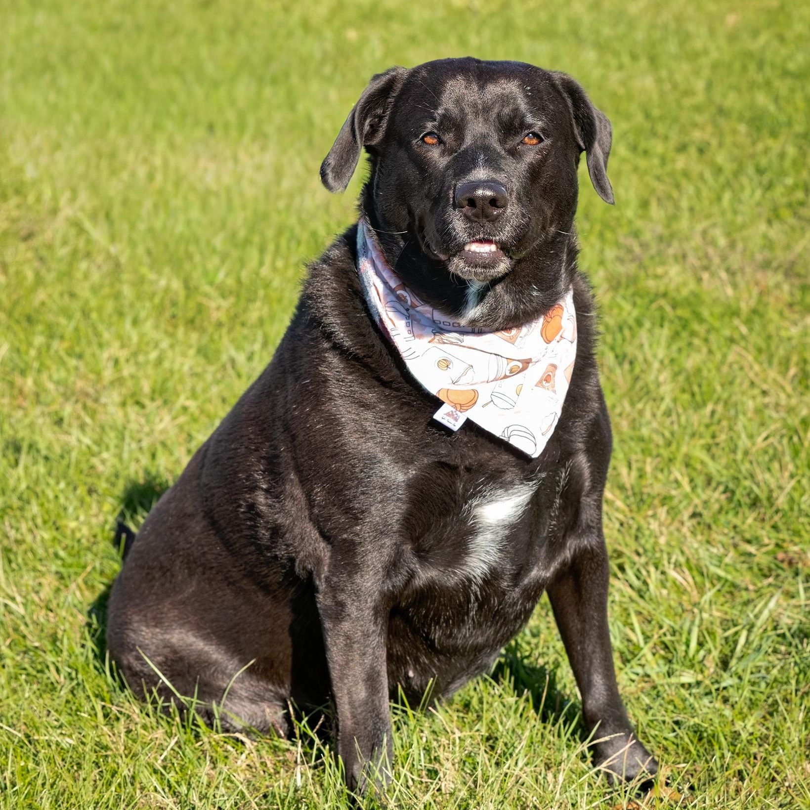Raven, a Adoptable mixed breed in Clarinda, IA image 3/5