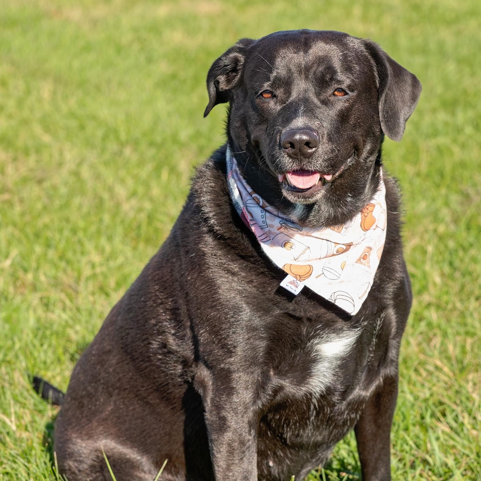 Raven, a Adoptable mixed breed in Clarinda, IA image 4/5