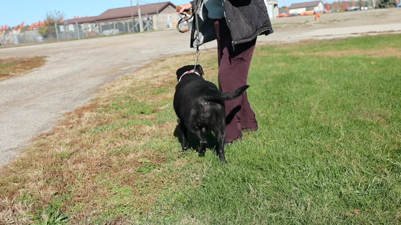 Enlarge Raven, a Adoptable mixed breed in Clarinda, IA video 5/5