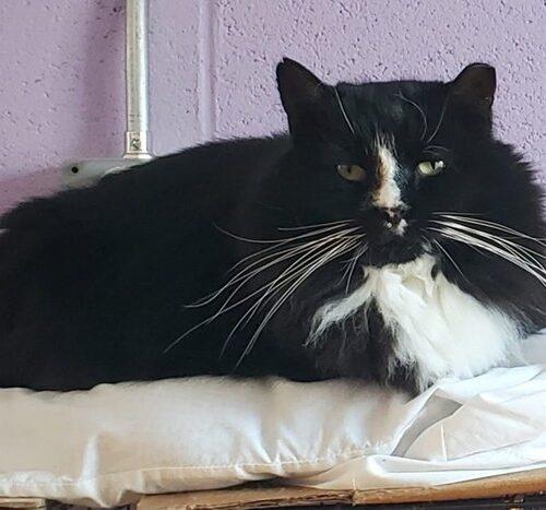 Enlarge Butler, a Adoptable Domestic Long Hair in Seven Valleys, PA image 1/6