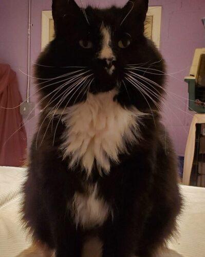 Butler — thumbnail 3