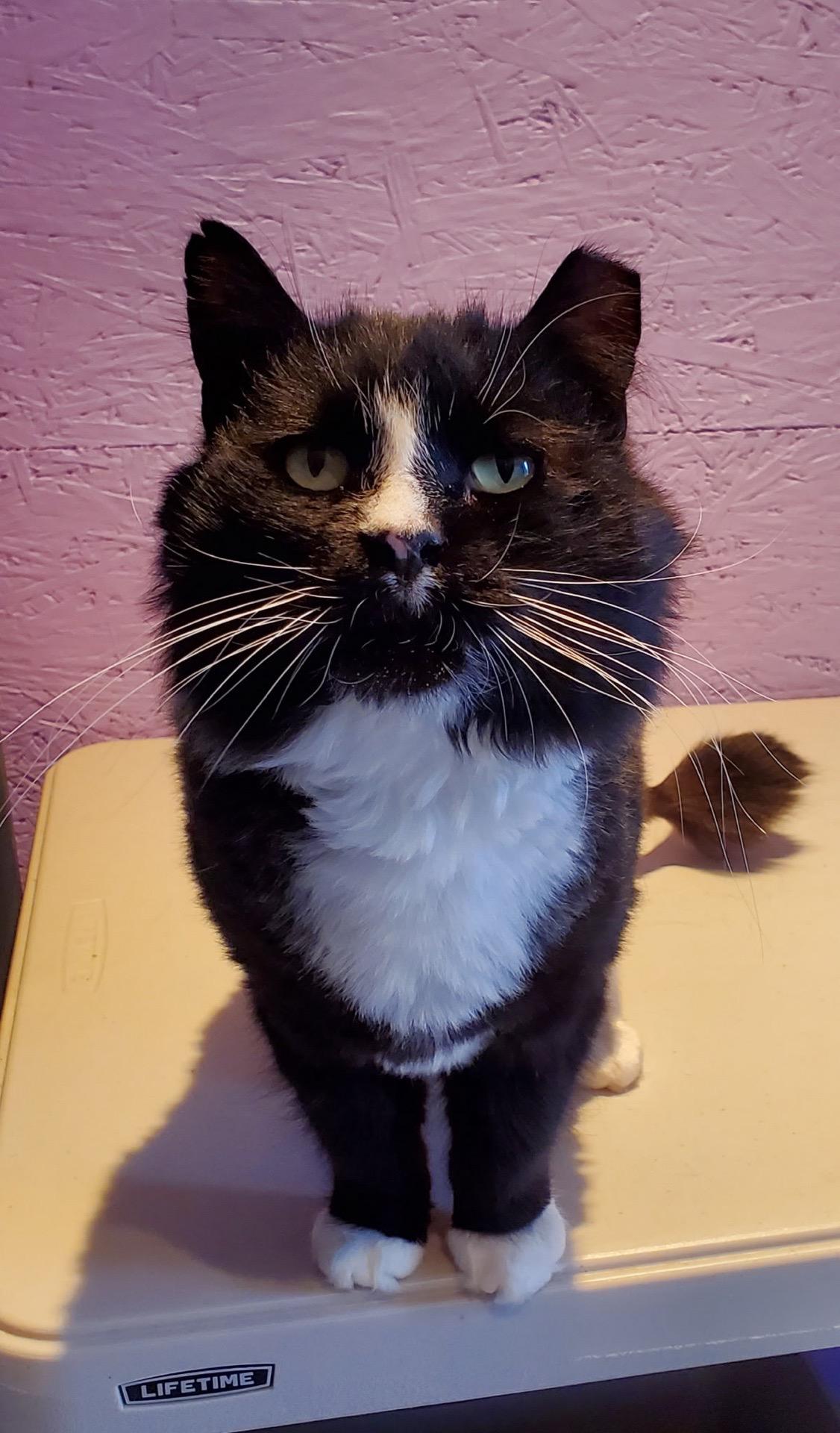 Butler, a Adoptable Domestic Long Hair in Seven Valleys, PA image 3/6