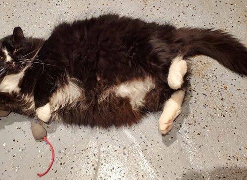 Enlarge Butler, a Adoptable Domestic Long Hair in Seven Valleys, PA image 4/6
