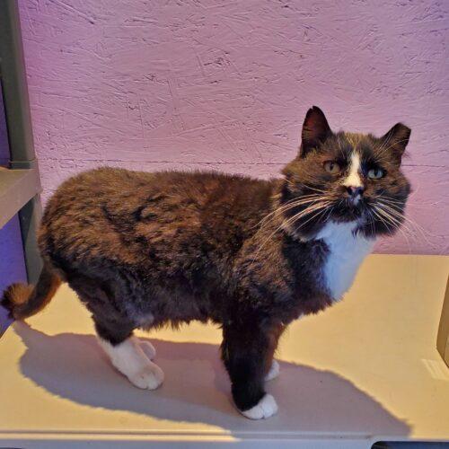 Enlarge Butler, a Adoptable Domestic Long Hair in Seven Valleys, PA image 5/6