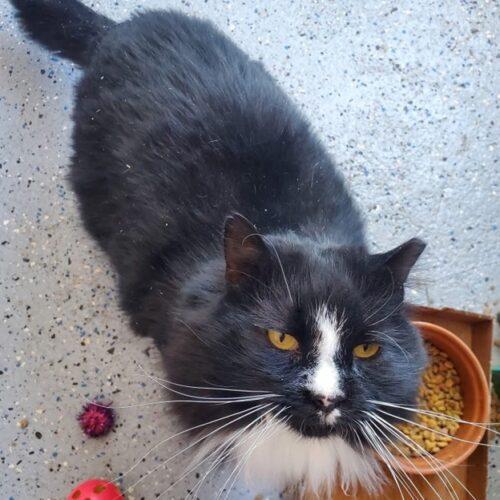 Enlarge Butler, a Adoptable Domestic Long Hair in Seven Valleys, PA image 6/6