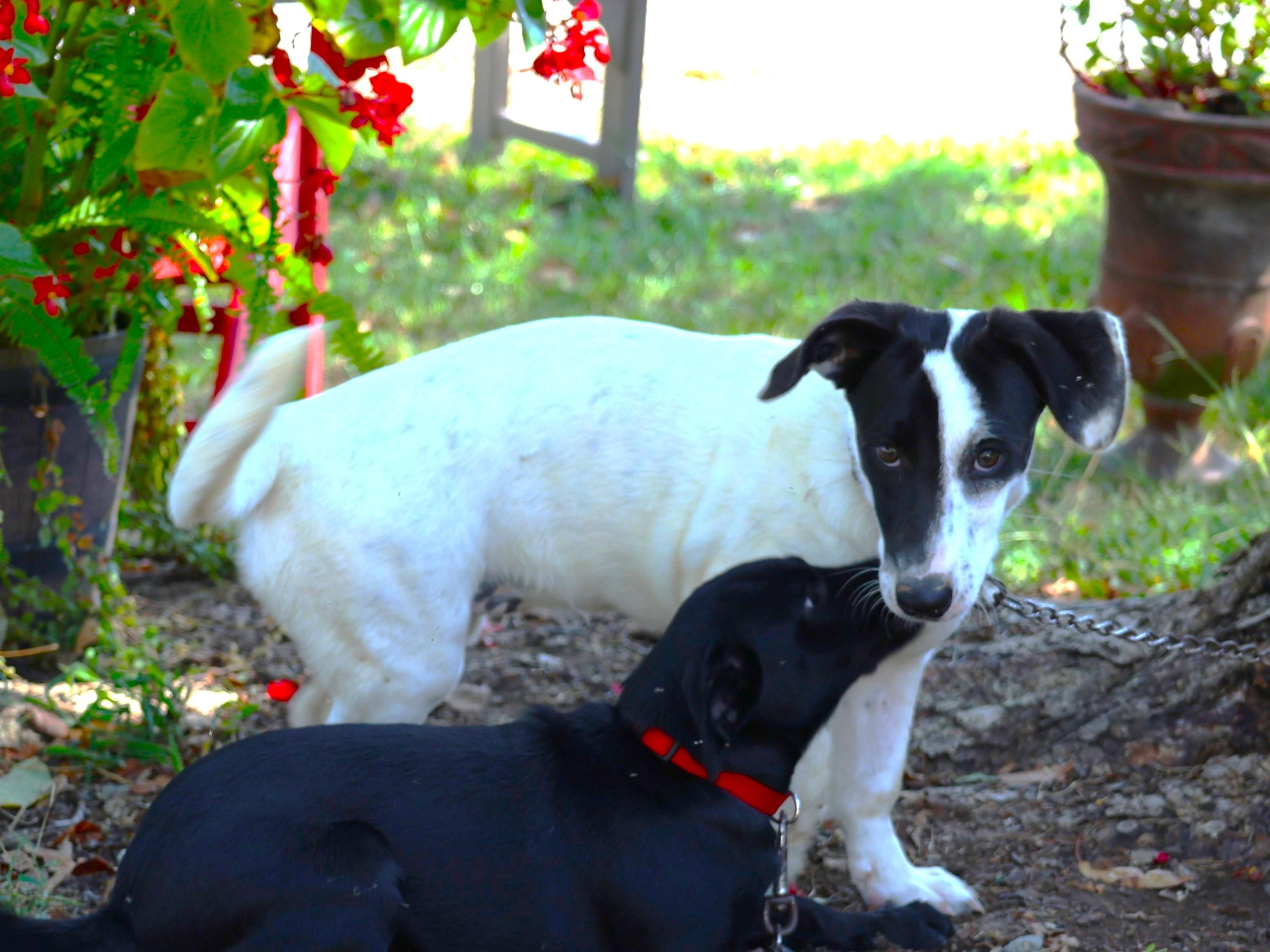 Enlarge PETRA, a Adoptable mixed breed in Humboldt, TN image 2/6