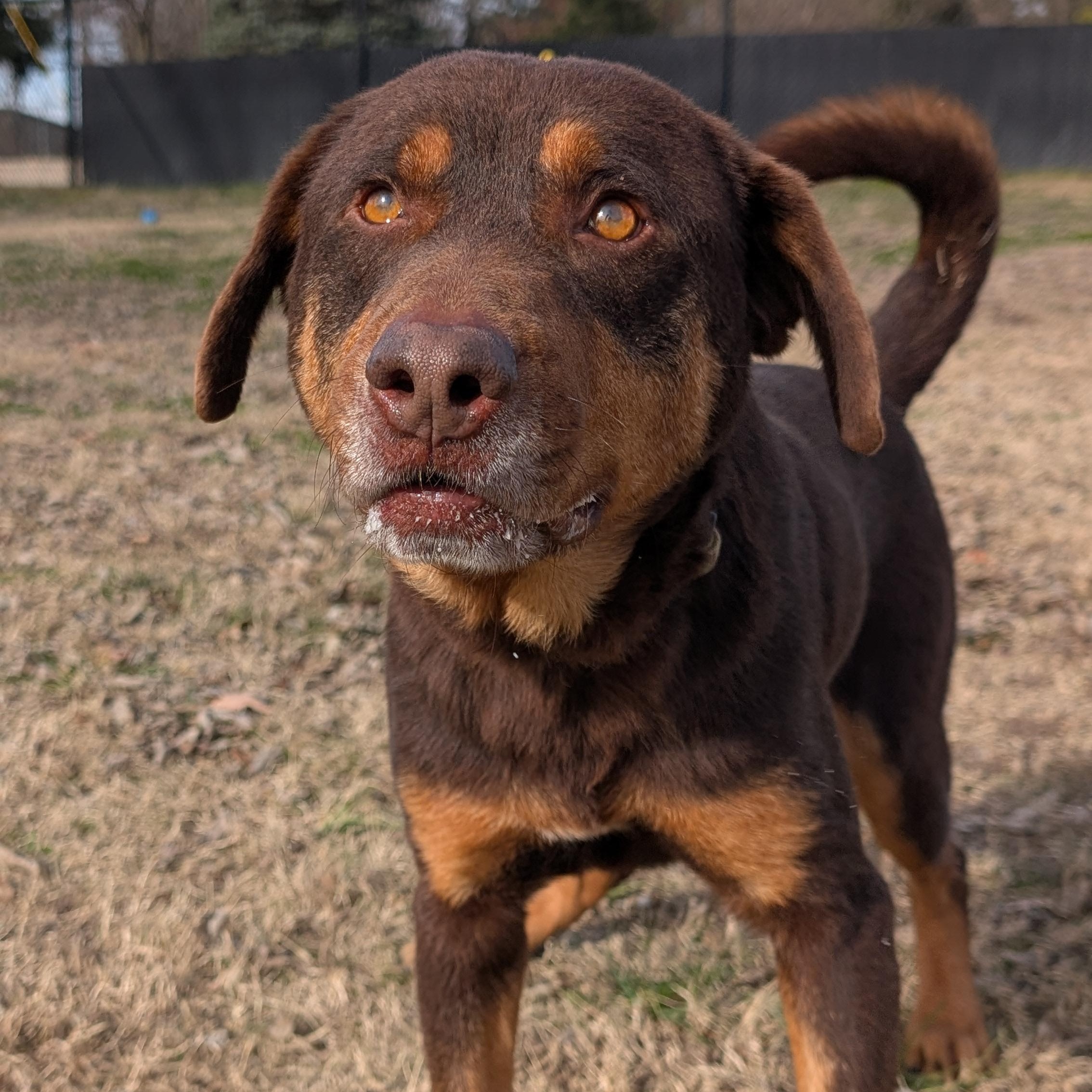 Enlarge Olympus, a ADOPTABLE mixed breed in Lowell, AR image 5/6
