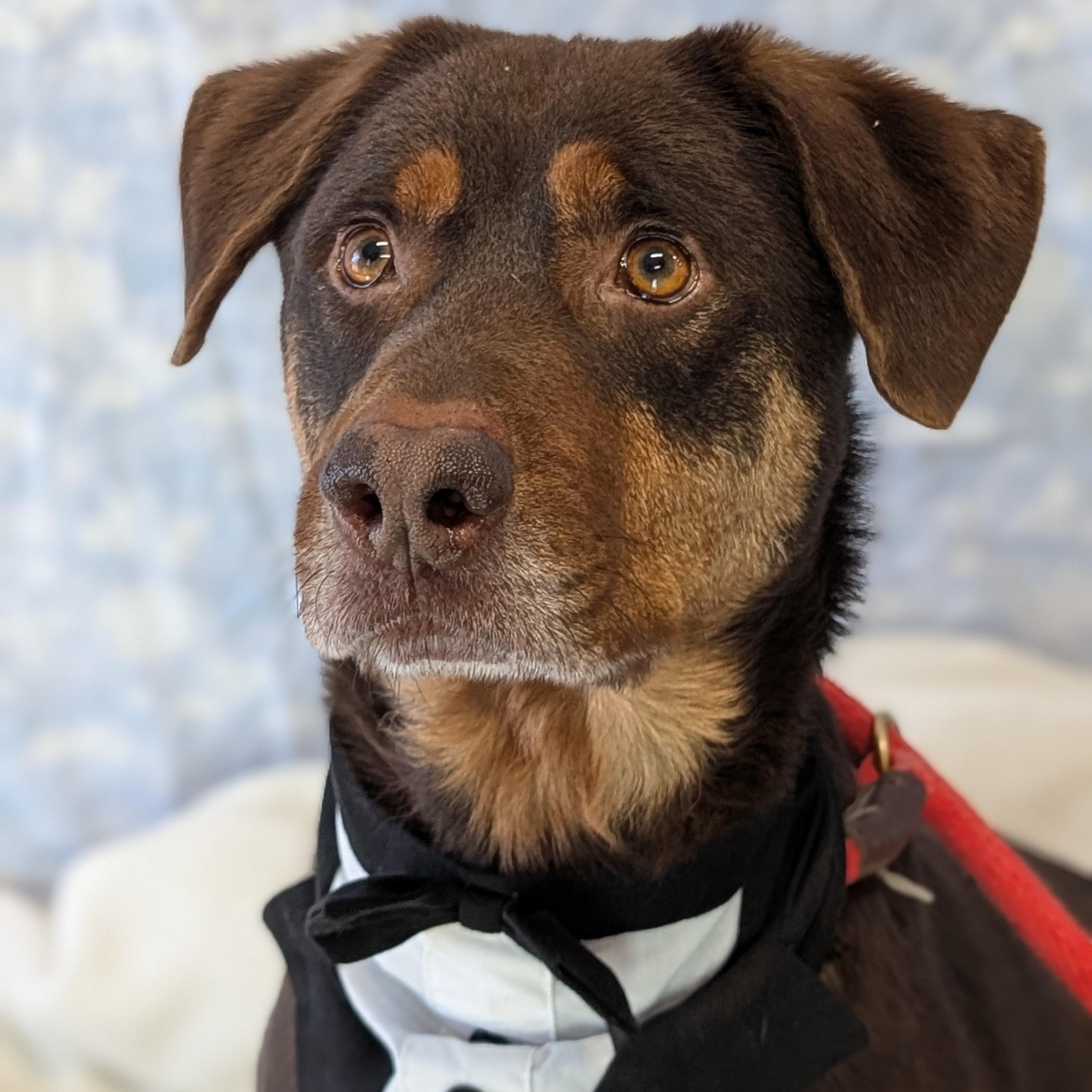 Enlarge Olympus, a ADOPTABLE mixed breed in Lowell, AR image 6/6