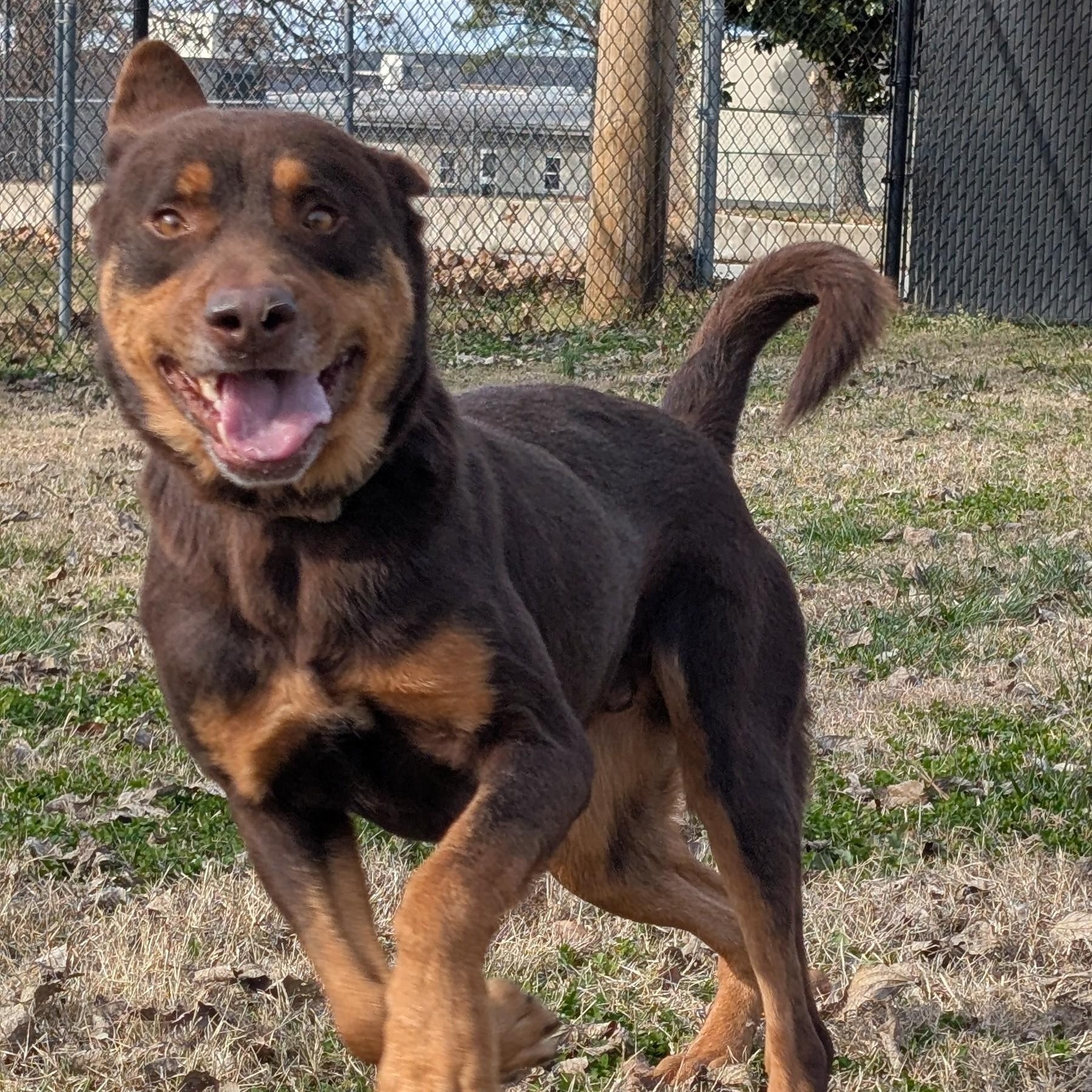 Enlarge Olympus, a ADOPTABLE mixed breed in Lowell, AR image 3/6