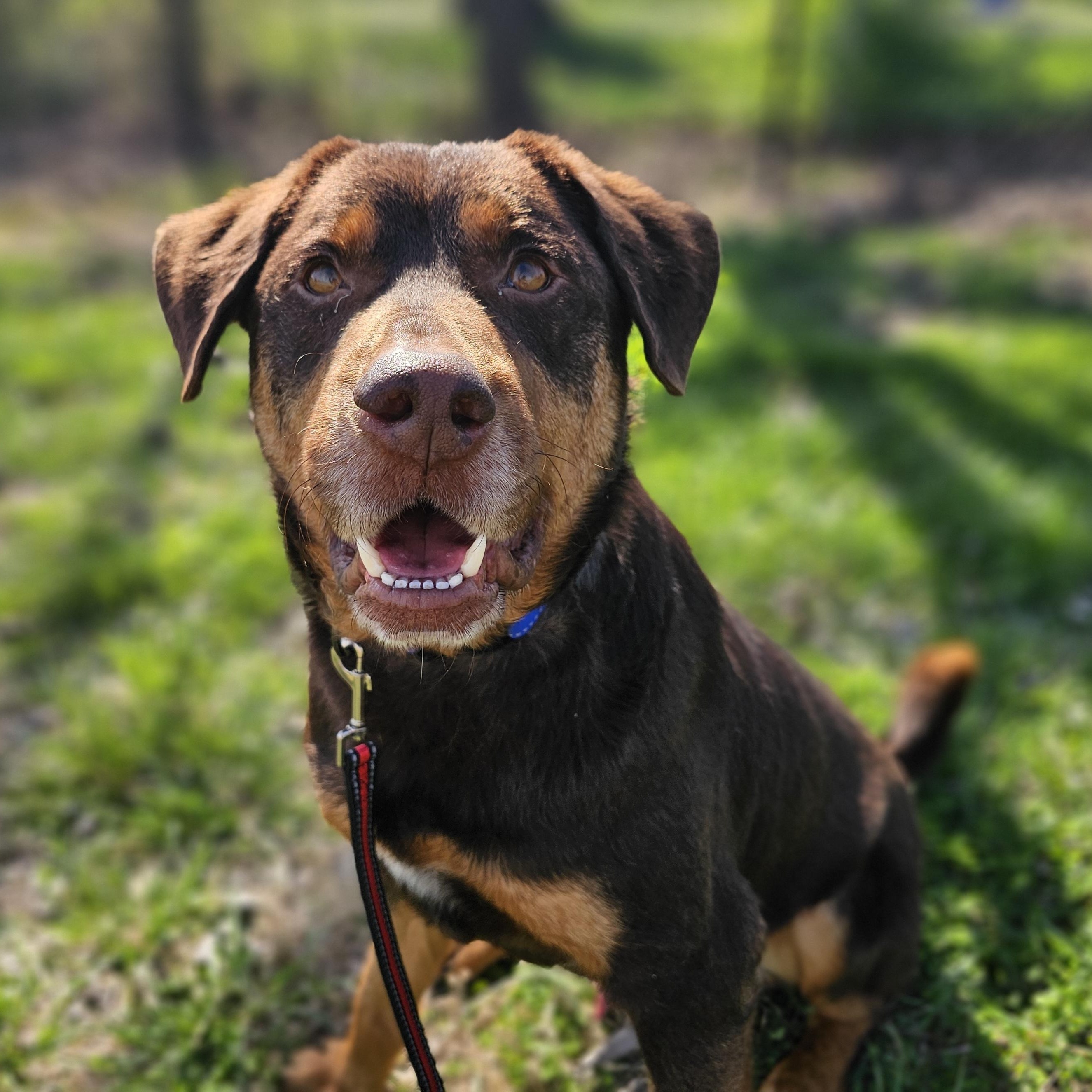 Olympus, ADOPTABLE, Young Male Doberman Pinscher & Labrador Retriever.
