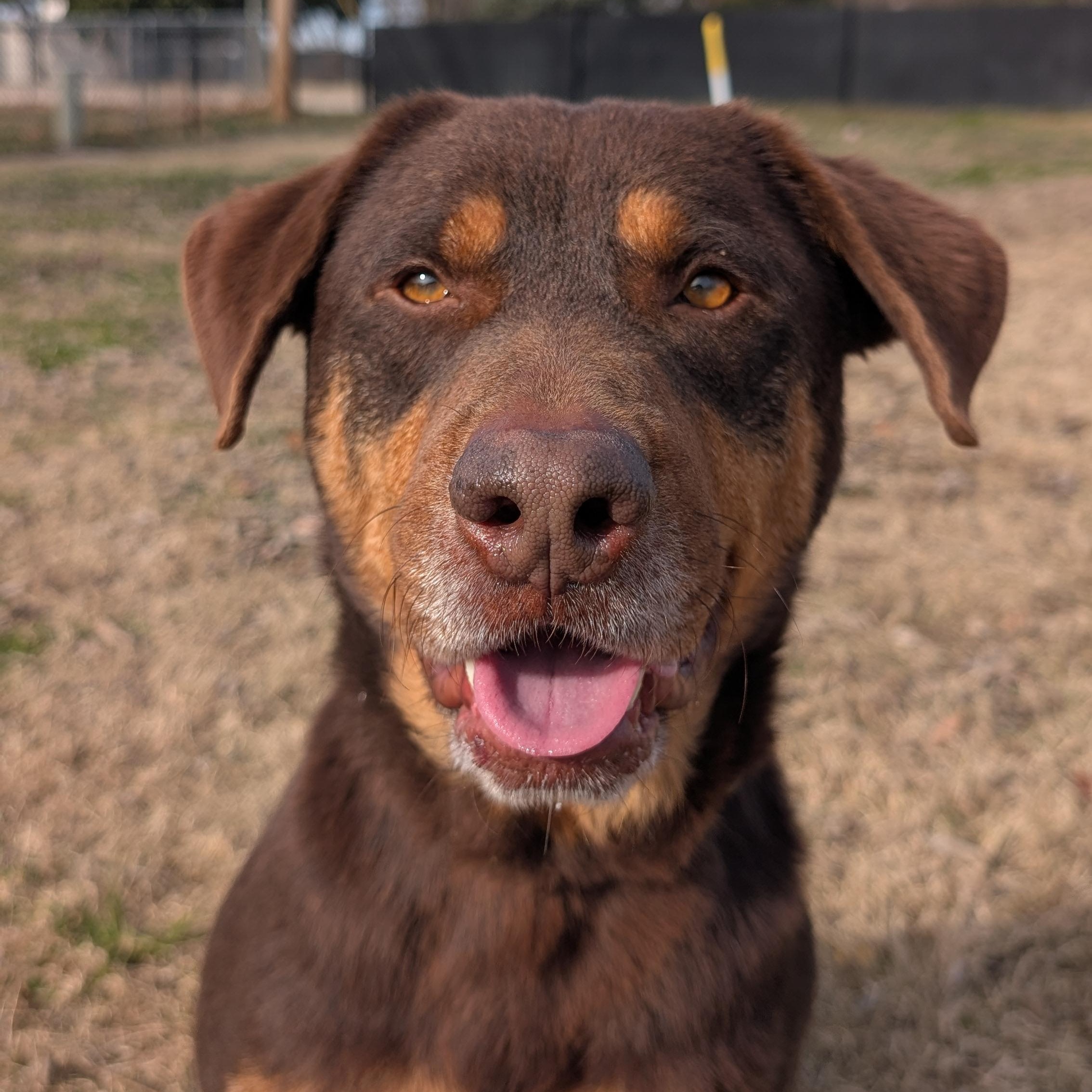 Enlarge Olympus, a ADOPTABLE mixed breed in Lowell, AR image 4/6