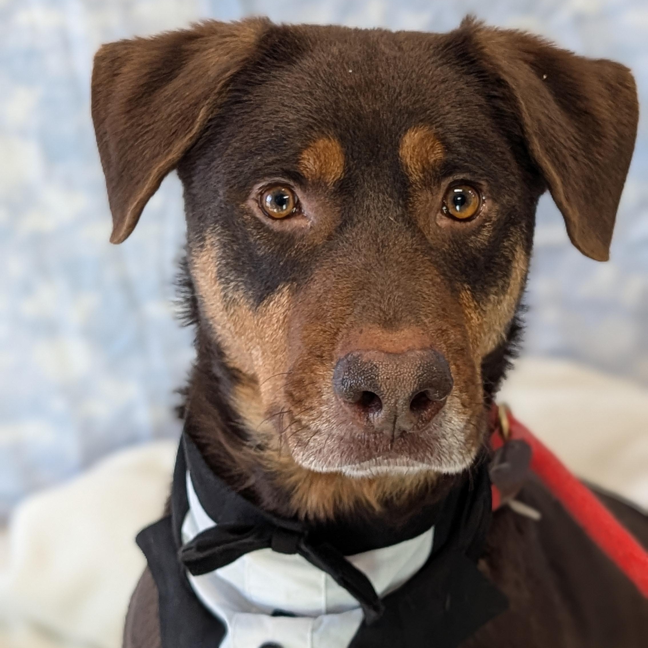 Olympus, ADOPTABLE, Young Male Doberman Pinscher & Labrador Retriever.