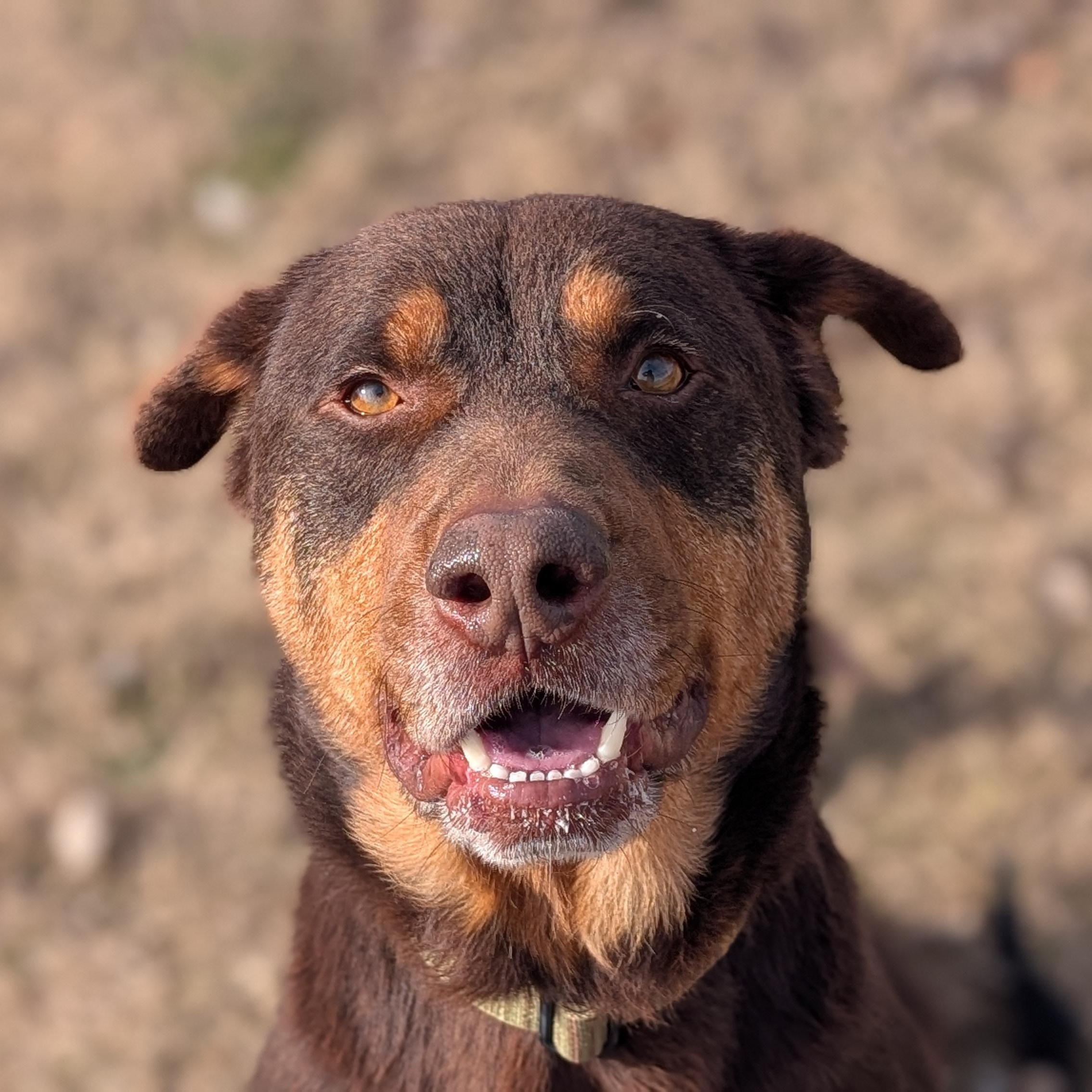 Enlarge Olympus, a ADOPTABLE mixed breed in Lowell, AR image 1/6