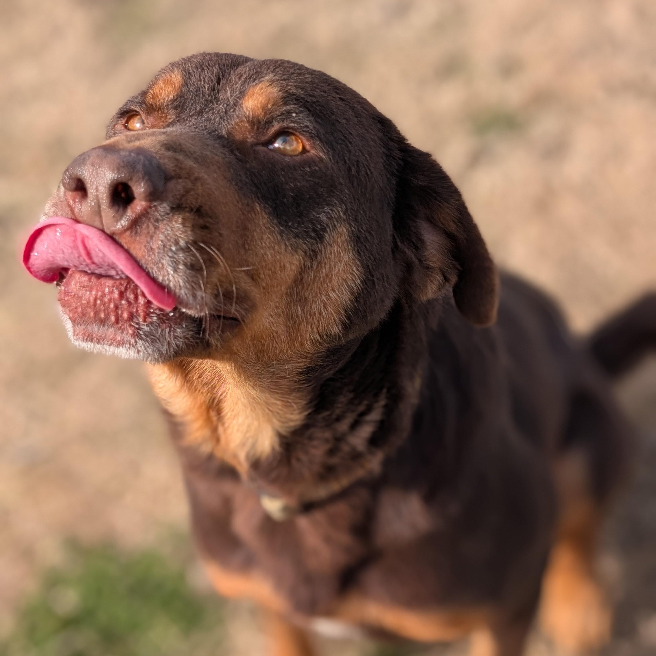 Enlarge Olympus, a ADOPTABLE mixed breed in Lowell, AR image 2/6