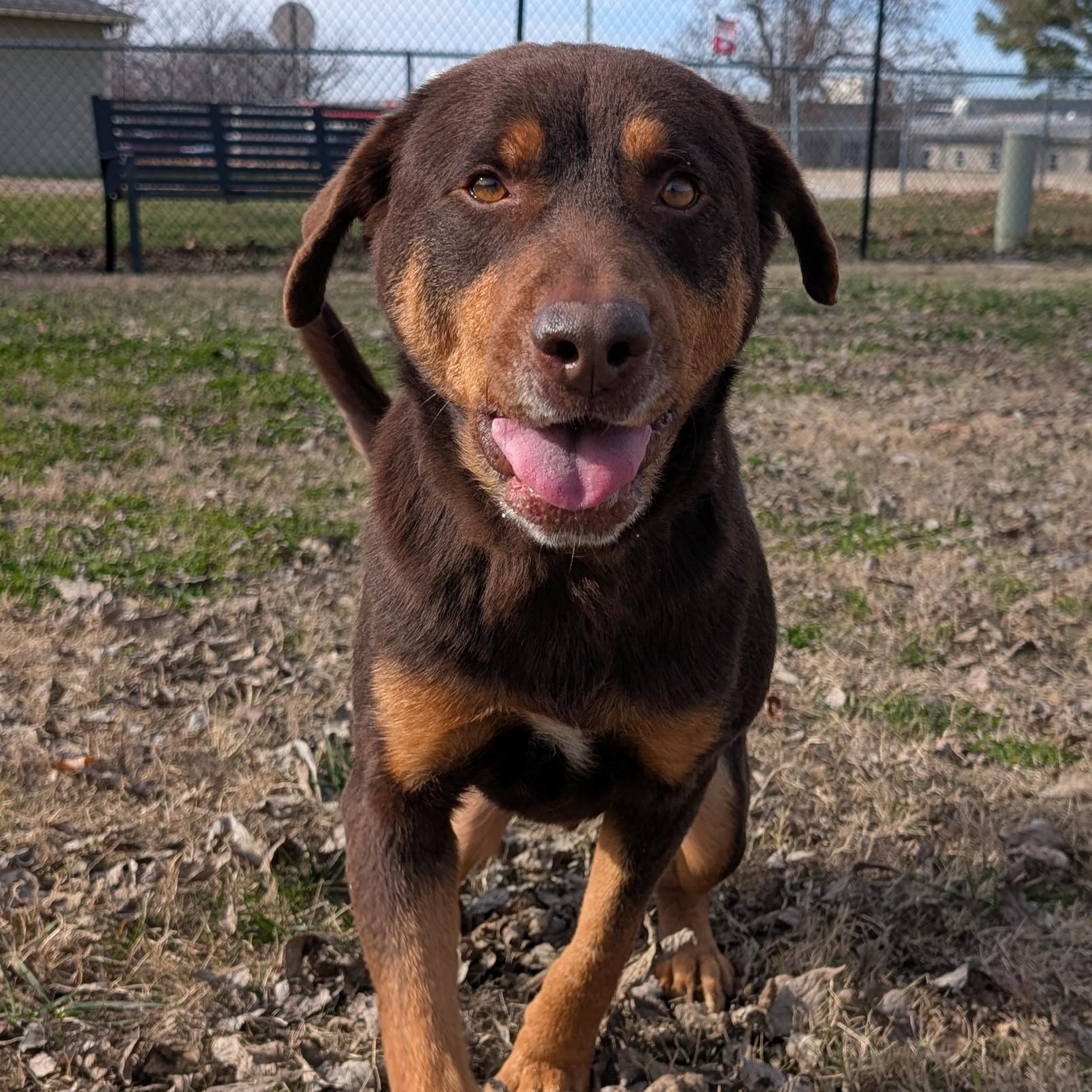 Enlarge Olympus, a ADOPTABLE mixed breed in Lowell, AR image 6/6