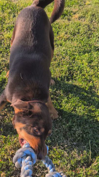 Enlarge Olympus, a ADOPTABLE mixed breed in Lowell, AR video 6/6