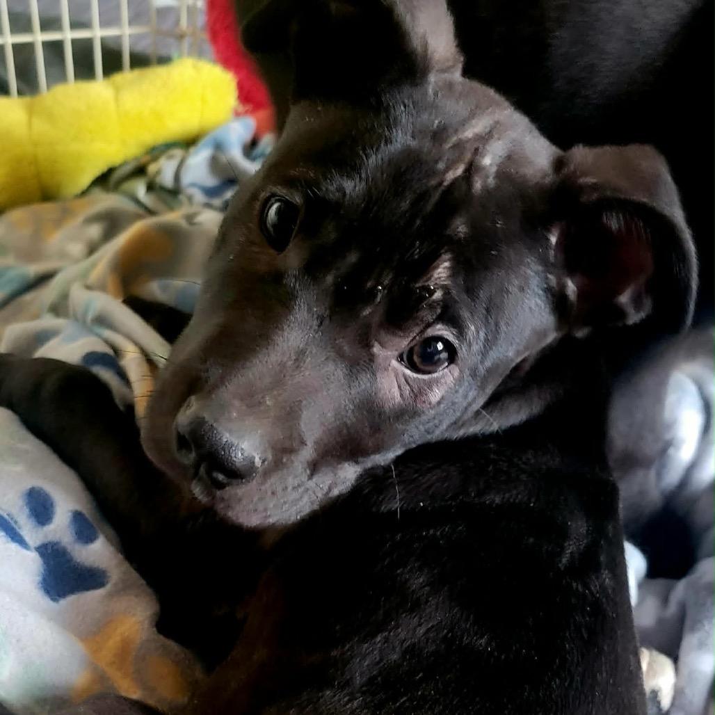 Enlarge Zion, a Adoptable mixed breed in West Richland, WA image 1/1