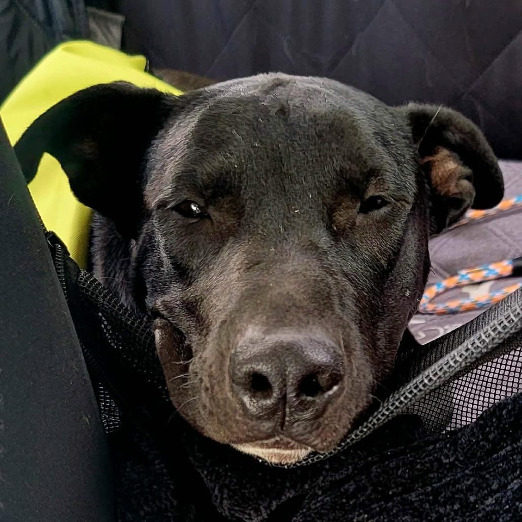 Zion, Adoptable, Young Male Staffordshire Bull Terrier & Border Collie.